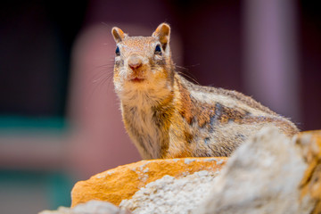 Golden-Mantled Ground Squirrel in Bryce Canyon National Park, Utah