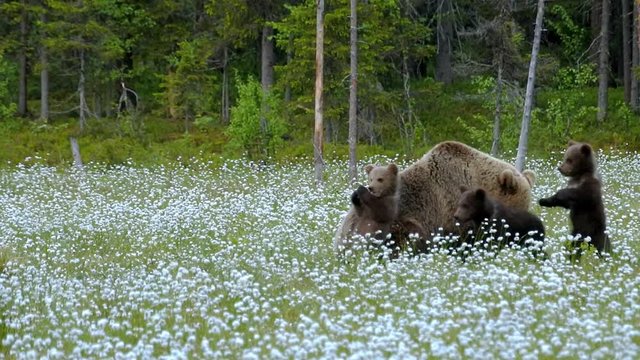 Brown bear mother with three cubs in the middle of the cotton grass in a Finnish bog