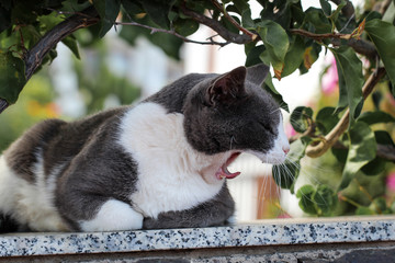 Portrait einer Katze 