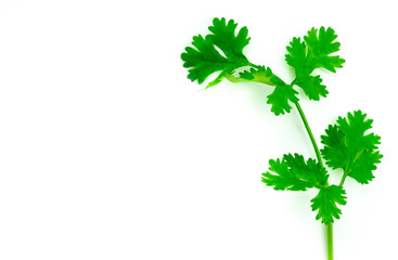 Coriander isolated on white background