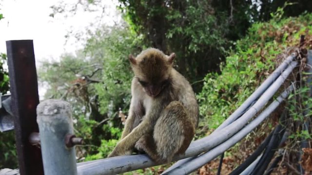A young monkey urinating. 