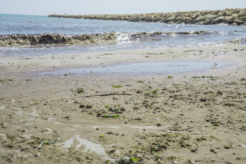 Payment Management Dirty beach of sea algae