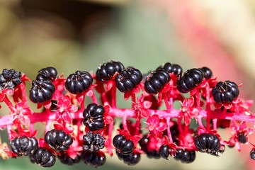 Indian poke berries (Phytolacca acinosa)