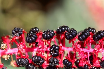 Indian poke berries (Phytolacca acinosa)