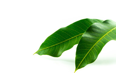 Fototapeta na wymiar Mango leaves isolated on white background