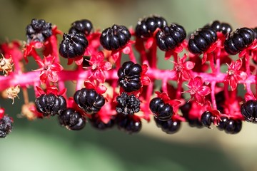 Indian poke berries (Phytolacca acinosa)