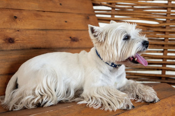 West Highland White Terrier sits on a wooden bench