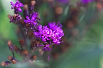 Fototapeta premium Flowers of giant ironweed (