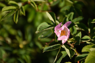 Blossom Wildrose flower head