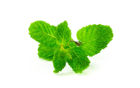 Spaermint fresh isolated on white background