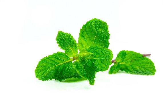 Spaermint isolated on white background