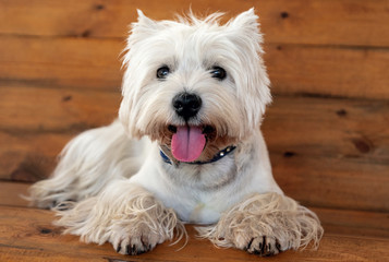 West Highland White Terrier sits on a wooden bench