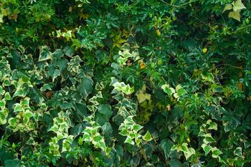 Green wall of passiflora