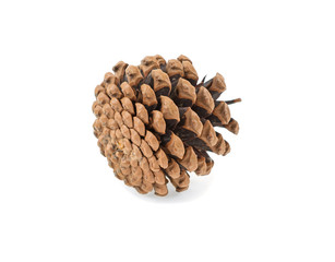 pine cone isolated on white background