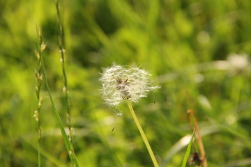 Kwitnący mlecz na tle zielonej trawy, rozmyte tło - makro - natura, symbol lata