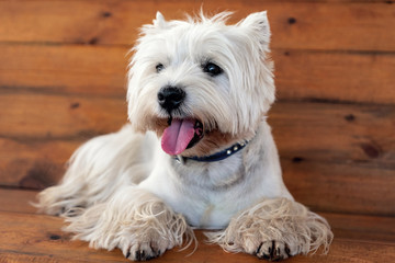 West Highland White Terrier sits on a wooden bench