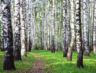Birch grove in the first days of autumn