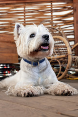 West Highland White Terrier sits on a wooden floor in a garden house