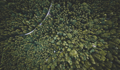 High Above a Forest in an Alpine Landscape