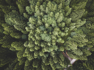 Green Trees in a Forest in Summer