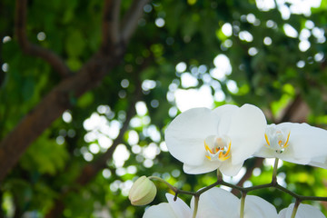 White orchid