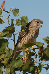 Hobby, bird of prey, perched on the top of a tree looking for its next meal