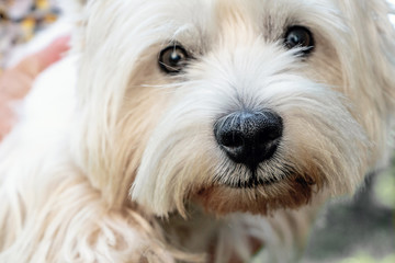 West Highland White Terrier close-up