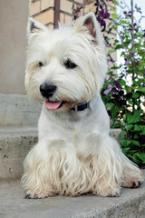 West Highland White Terrier is waiting for its owner