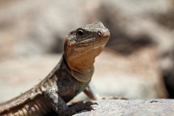 Gran-Canaria-Rieseneidechse, Kanareneidechse, Gekko 