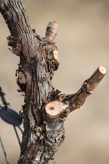 Pedro Ximenez vineyard prunning