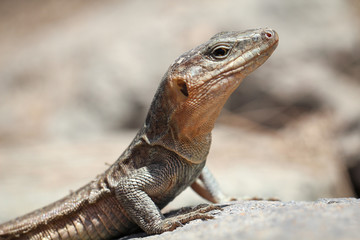 Gran-Canaria-Rieseneidechse, Kanareneidechse, Gekko 