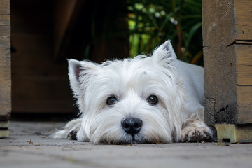 West Highland White Terrier is waiting for its owner