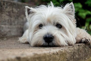 West Highland White Terrier is waiting for its owner