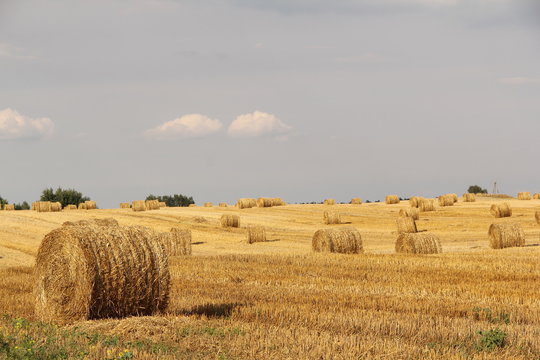 Pole ze snopkami siana - rolnictwo, letni zbi&oacute;r plon&oacute;w