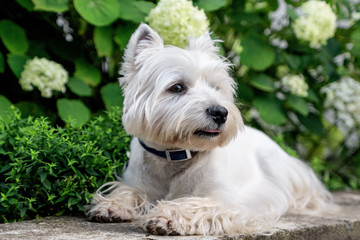 West Highland White A terrier lies in front of a flower bed with flowers