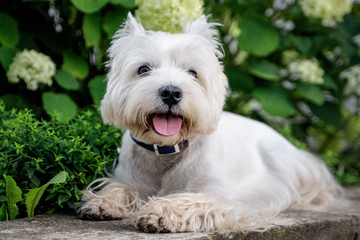 West Highland White A terrier lies in front of a flower bed with flowers