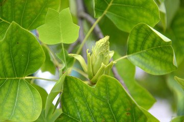 Fruit of a liriodendron tulip (tulip tree) (Liriodendron tulipifera L.)