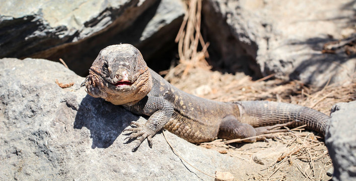 Gran-Canaria-Rieseneidechse, Kanareneidechse, Gekko 
