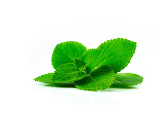 Country Borage fresh isolated on white background