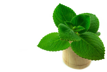 Country Borage in wooden isolated on white background
