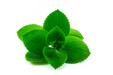 Country Borage isolated on white background