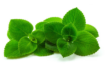 Country Borage leaves isolated on white background