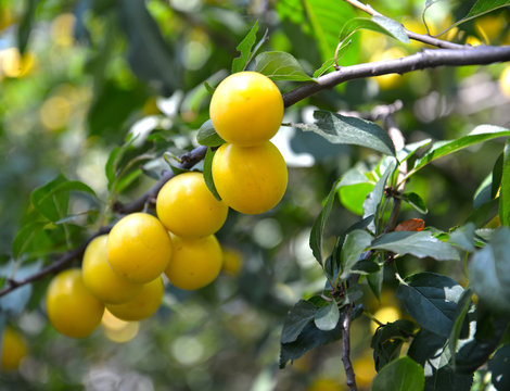 Fruits of yellow cherry plum on a branch (Prunus cerasifera)