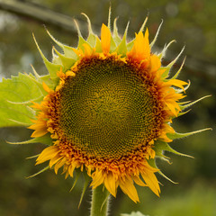 Yellow flower of a sunflower