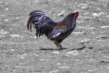 a red junglefowl (gallus) on black and white background