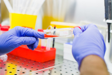 Laboratory work with tissue cultures