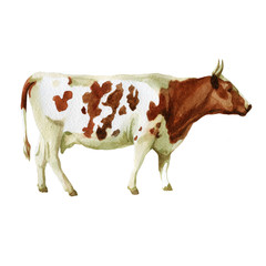 Watercolor illustration, cow. Domestic animals sketch. Illustration isolated on white background for design,print or background.