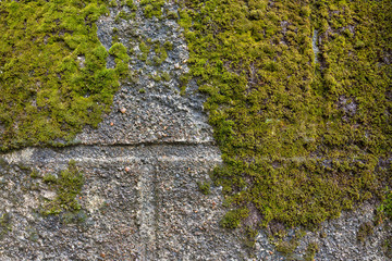 Big amount of green moss on stone brick wall. Moss growing on the wall