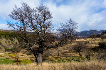 árbol