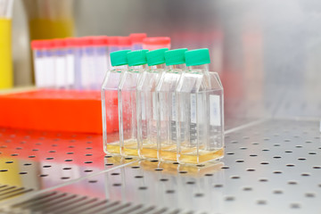 Cell culture flasks in laminar flow. Photo taken from laminar interior.